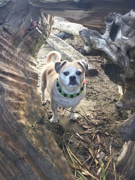 Entry image for Alfie. Clicking this image will show a larger photo