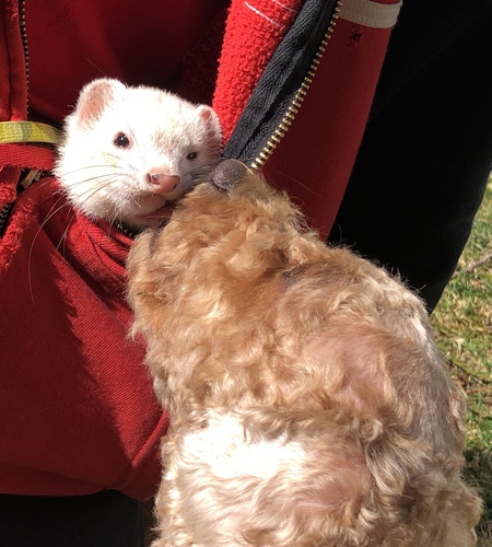 Entry image for Gin and Aya. Clicking this image will show a larger photo