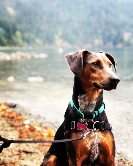 Entry image for Lola. Clicking this image will show a larger photo