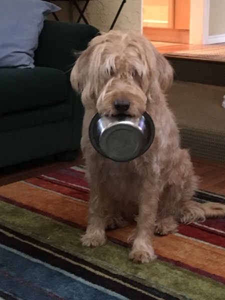 Entry image for Ginger. Clicking this image will show a larger photo