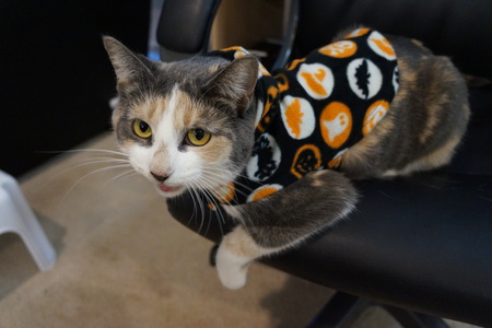 Entry image for Kali. Clicking this image will show a larger photo