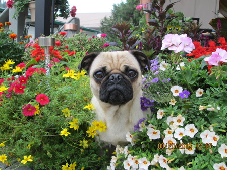 Entry image for Koko. Clicking this image will show a larger photo