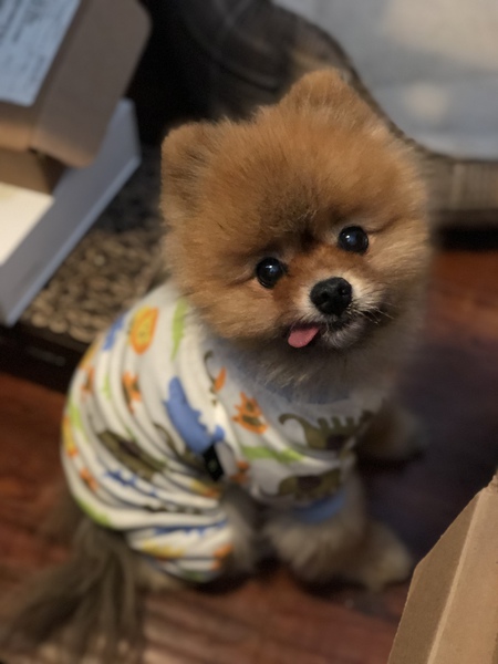 Entry image for Yogi. Clicking this image will show a larger photo