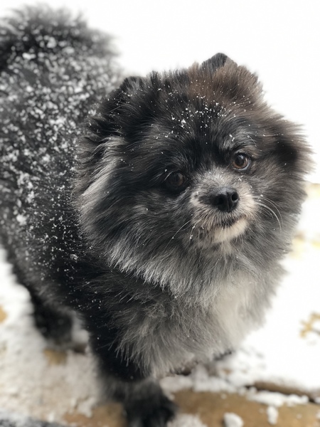 Entry image for Ranger. Clicking this image will show a larger photo