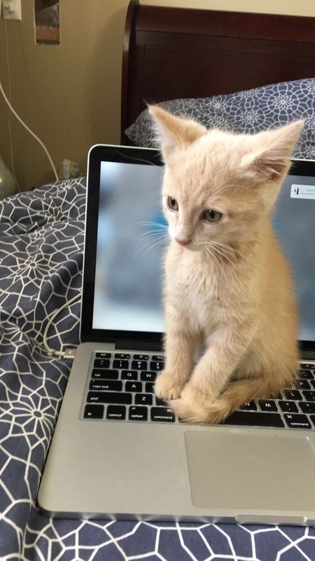 Entry image for Ollie. Clicking this image will show a larger photo