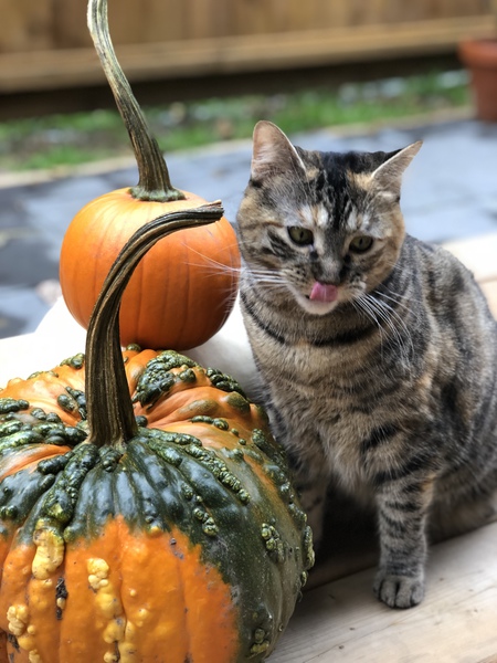 Entry image for Phoebe. Clicking this image will show a larger photo