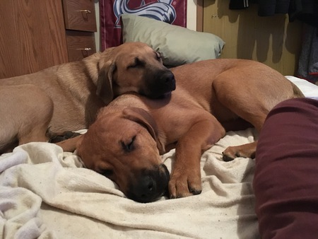 Entry image for Tokka & Rumble. Clicking this image will show a larger photo