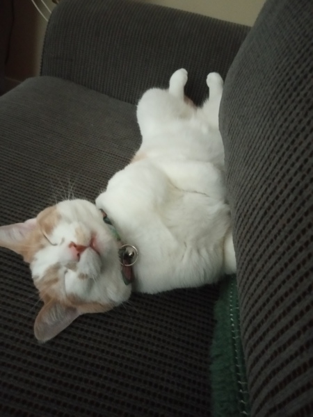 Entry image for Prince McArthur. Clicking this image will show a larger photo