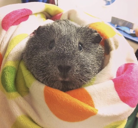 Entry image for Pebbles . Clicking this image will show a larger photo