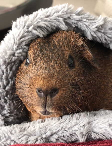 Entry image for Bam Bam. Clicking this image will show a larger photo