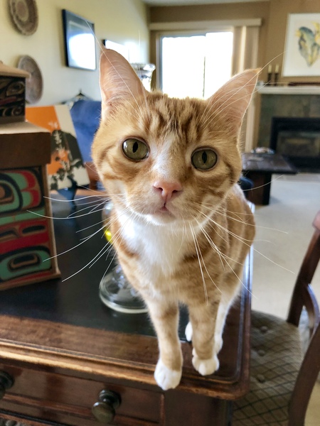 Entry image for Timbit. Clicking this image will show a larger photo