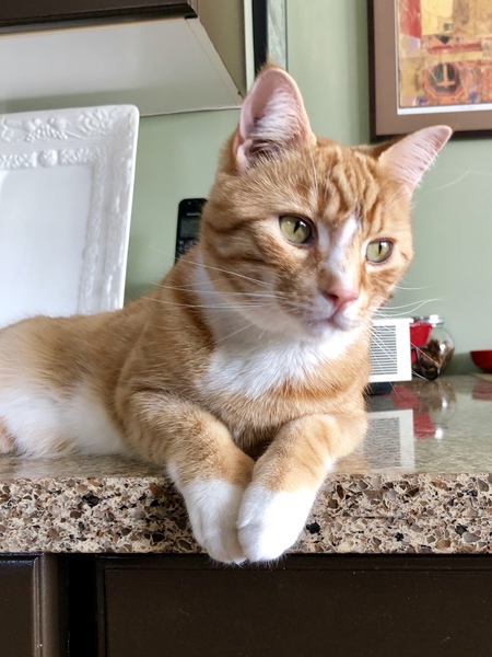 Entry image for Timbit. Clicking this image will show a larger photo