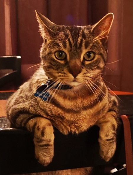 Entry image for Marvin. Clicking this image will show a larger photo