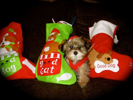 Entry image for Molly. Clicking this image will show a larger photo