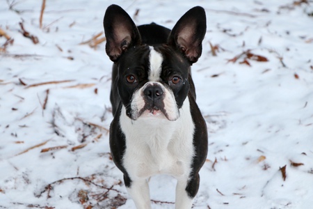 Entry image for Ella. Clicking this image will show a larger photo