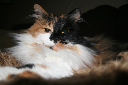 Entry image for Coco. Clicking this image will show a larger photo