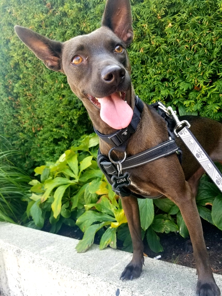 Entry image for Luna. Clicking this image will show a larger photo