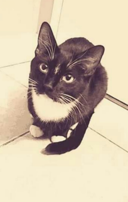 Entry image for Rey. Clicking this image will show a larger photo