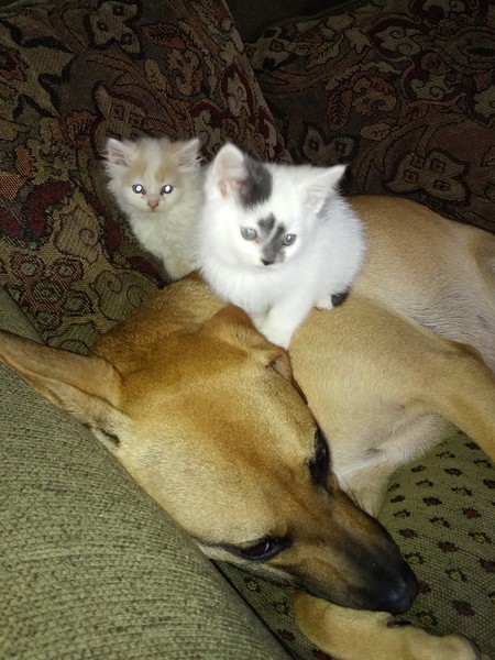 Entry image for Bella. Clicking this image will show a larger photo