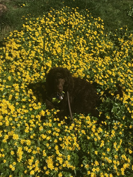 Entry image for Valentino. Clicking this image will show a larger photo