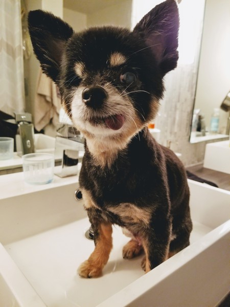 Entry image for Pookie. Clicking this image will show a larger photo