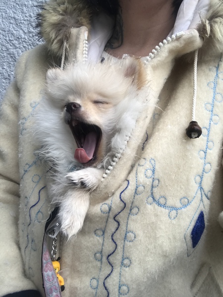 Entry image for Haggis . Clicking this image will show a larger photo