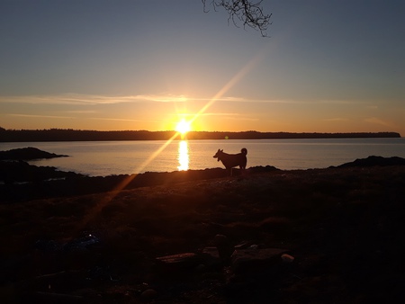 Entry image for Smokey. Clicking this image will show a larger photo