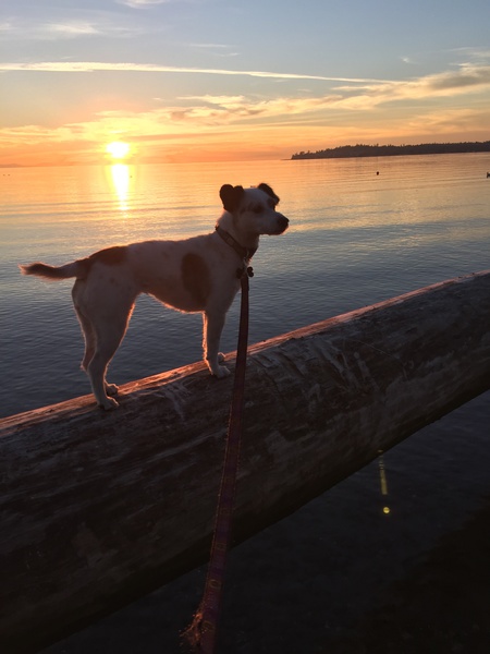 Entry image for Piper. Clicking this image will show a larger photo