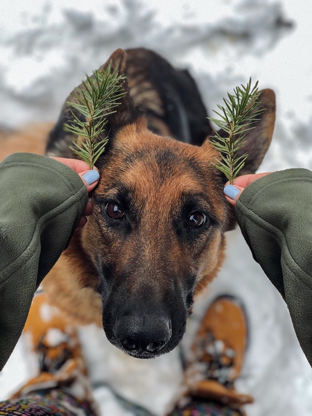 Entry image for Jazz. Clicking this image will show a larger photo