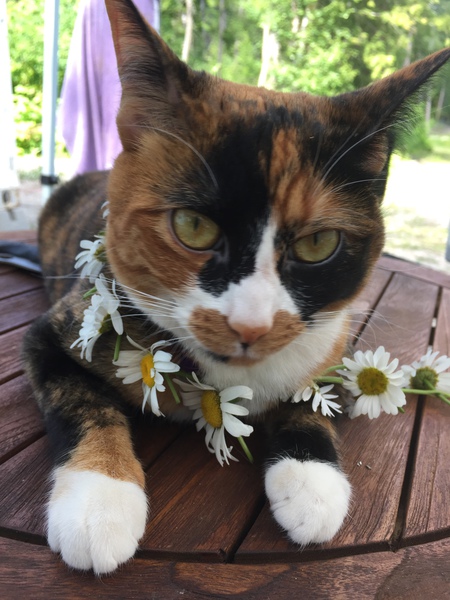 Entry image for Sansa. Clicking this image will show a larger photo