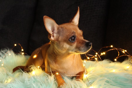 Entry image for Belle. Clicking this image will show a larger photo