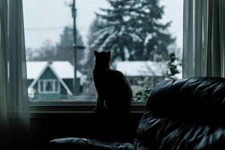 Entry image for Leo. Clicking this image will show a larger photo