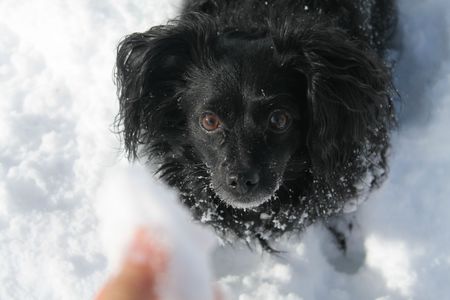 Entry image for Sadie. Clicking this image will show a larger photo