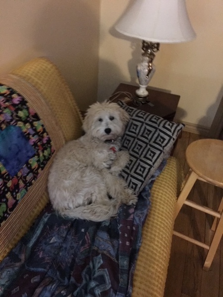 Entry image for George. Clicking this image will show a larger photo