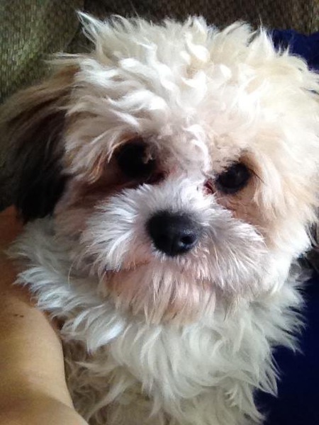 Entry image for Charlie. Clicking this image will show a larger photo