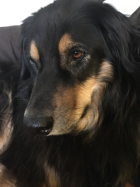 Entry image for Bella. Clicking this image will show a larger photo