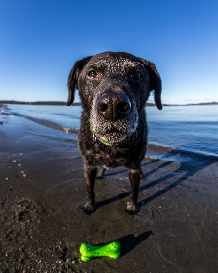 Entry image for Jack. Clicking this image will show a larger photo