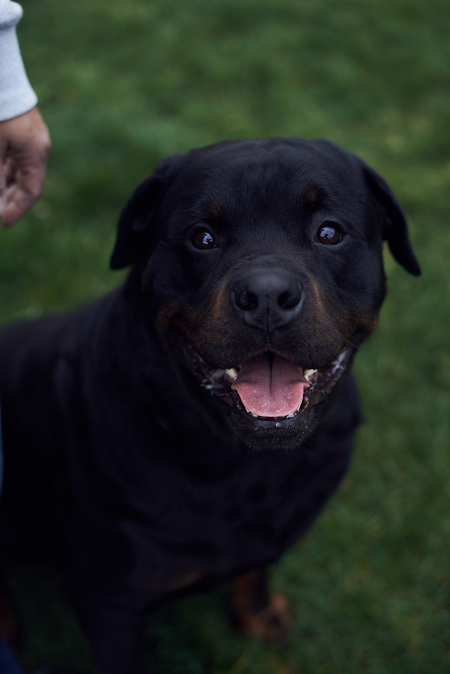 Entry image for Schatz. Clicking this image will show a larger photo