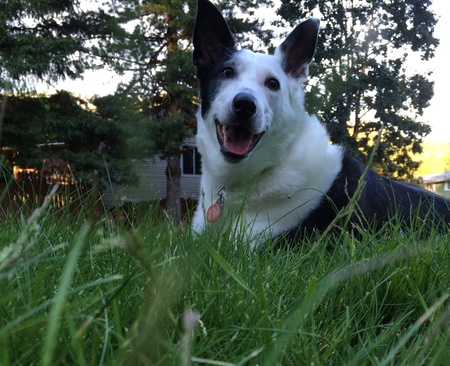 Entry image for Ryder. Clicking this image will show a larger photo