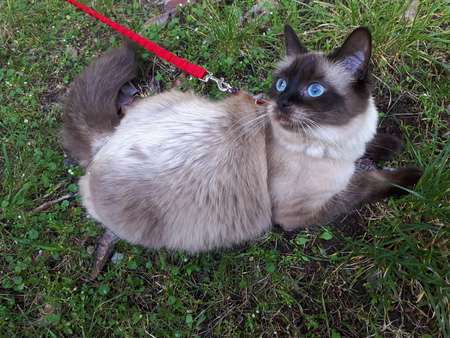 Entry image for Alice. Clicking this image will show a larger photo