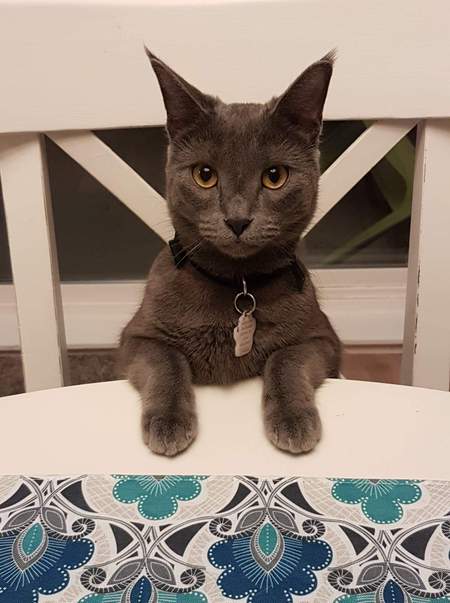 Entry image for Meow meow. Clicking this image will show a larger photo