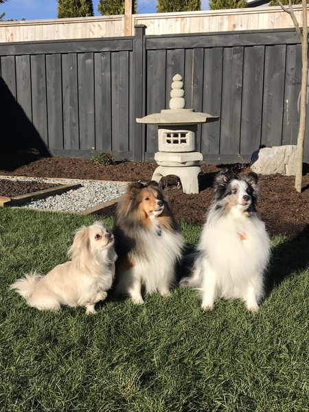 Entry image for Peanut, Shoji and Venus. Clicking this image will show a larger photo