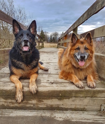 Entry image for Finley and Sable. Clicking this image will show a larger photo