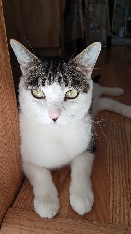 Entry image for Newton. Clicking this image will show a larger photo