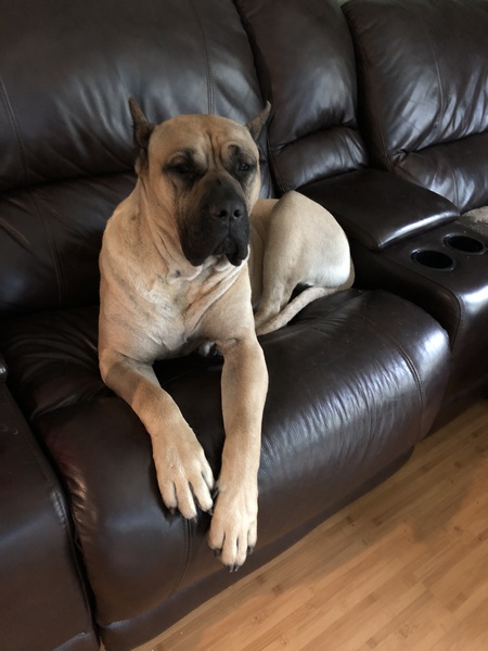 Entry image for Gus. Clicking this image will show a larger photo