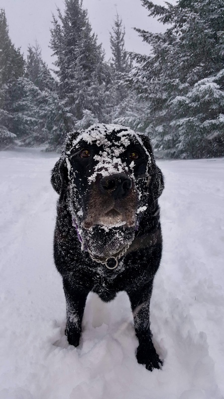 Entry image for Spencer. Clicking this image will show a larger photo