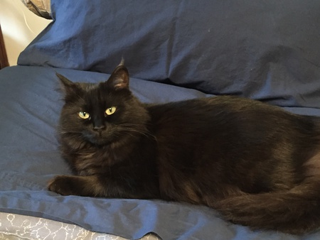 Entry image for Midnight. Clicking this image will show a larger photo