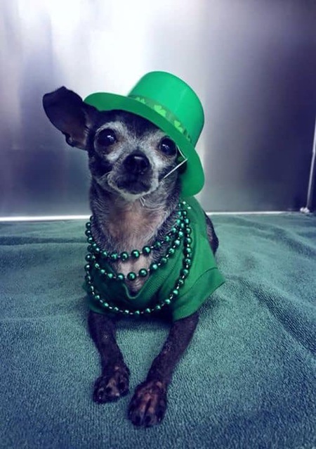 Entry image for Lulu. Clicking this image will show a larger photo