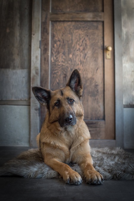 Entry image for Sable. Clicking this image will show a larger photo