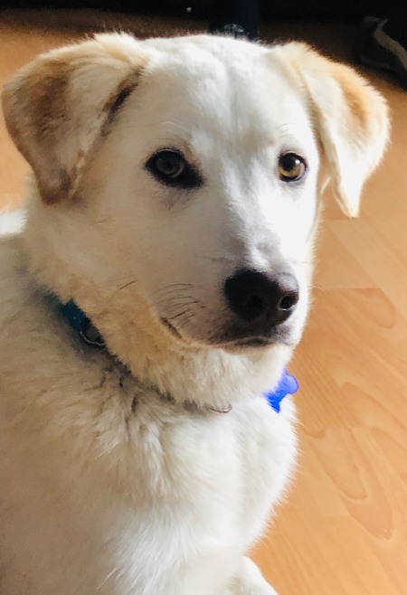 Entry image for Kootenay Bud. Clicking this image will show a larger photo